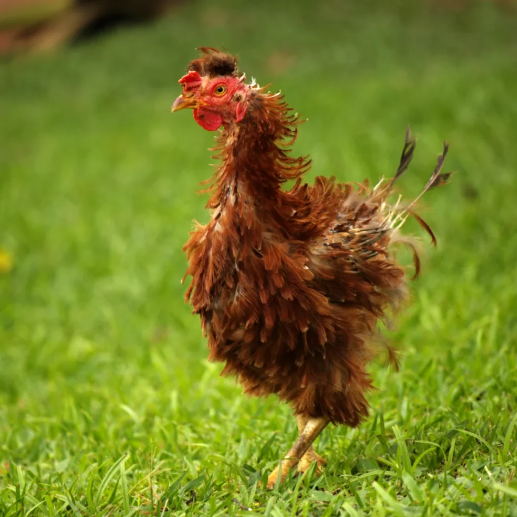 Gallina de plumaje rizado en la finca La Esperanza cerca de Medellín
