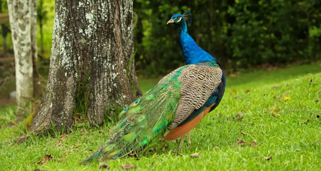 Avestruz en la Finca La Esperanza en Amagá cerca a Medellín Antioquia