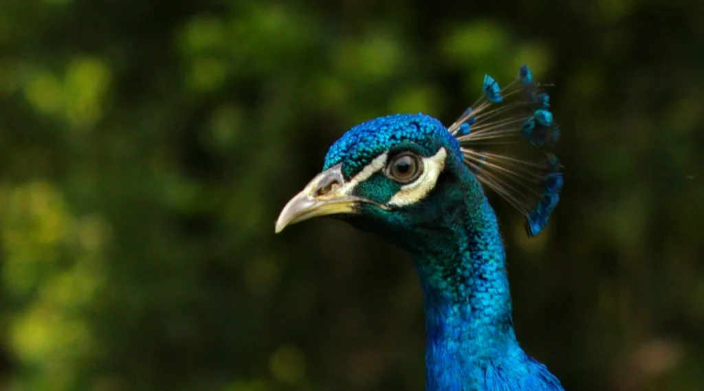 Pavo real común en la finca La Esperanza cerca de Medellín