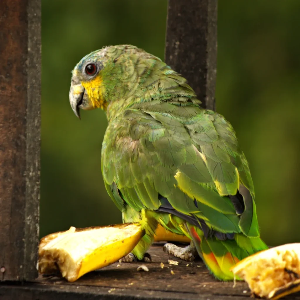 Loro cachetidorado fotografiado en la finca La Esperanza cerca de Medellín