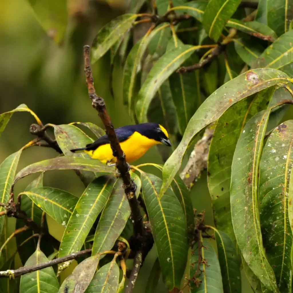 Pájaro eufonia gorrinegra en la finca La Esperanza cerca de Medellín