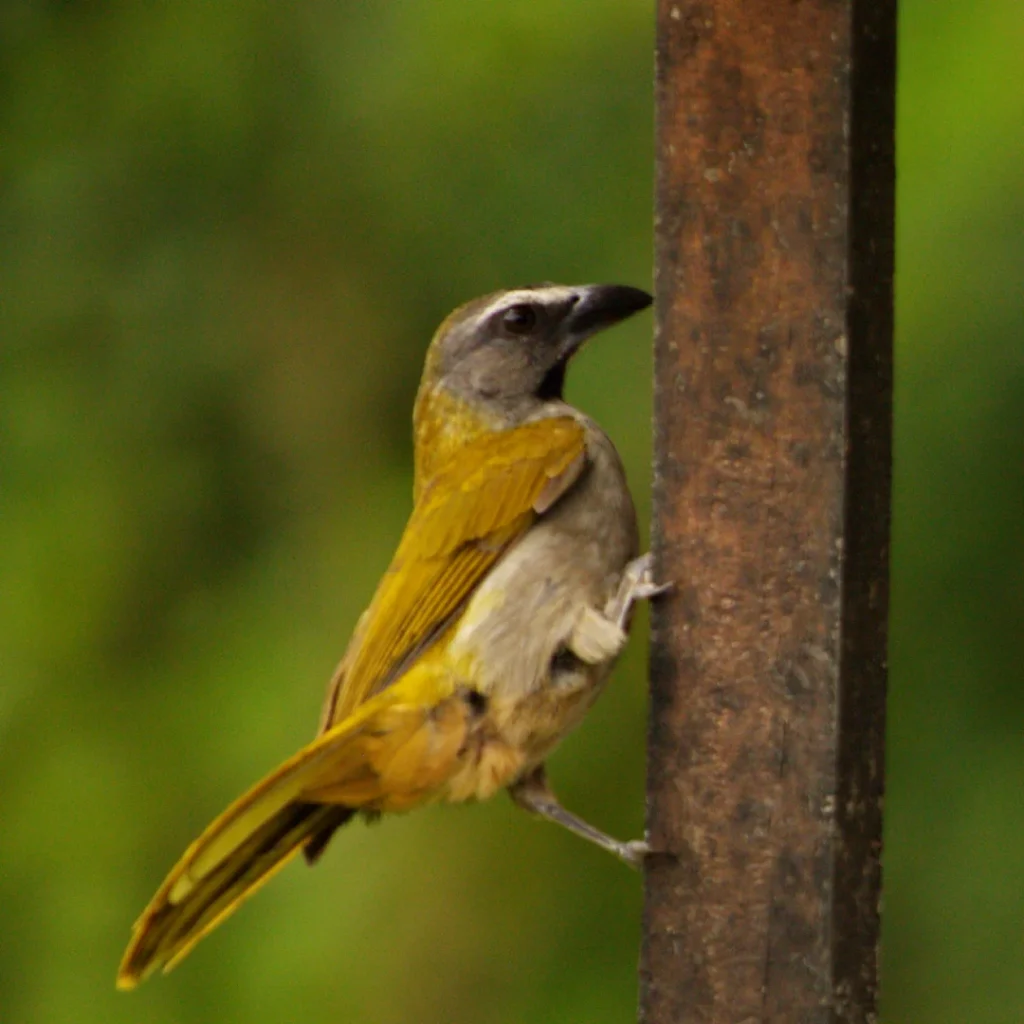 Pájaro saltador albilistrado en la finca La Esperanza cerca de Medellín