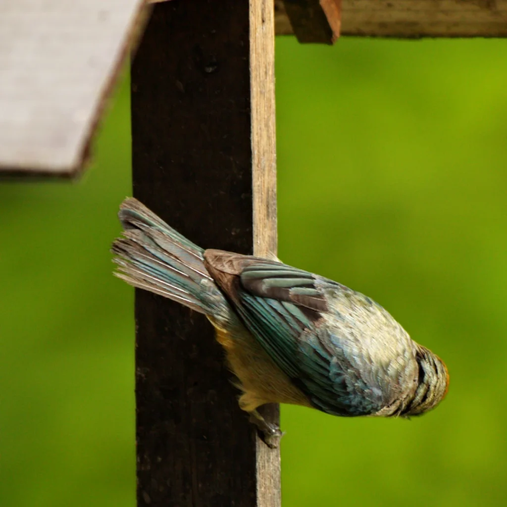 Tangara rastrojera en la finca La Esperanza cerca de Medellín
