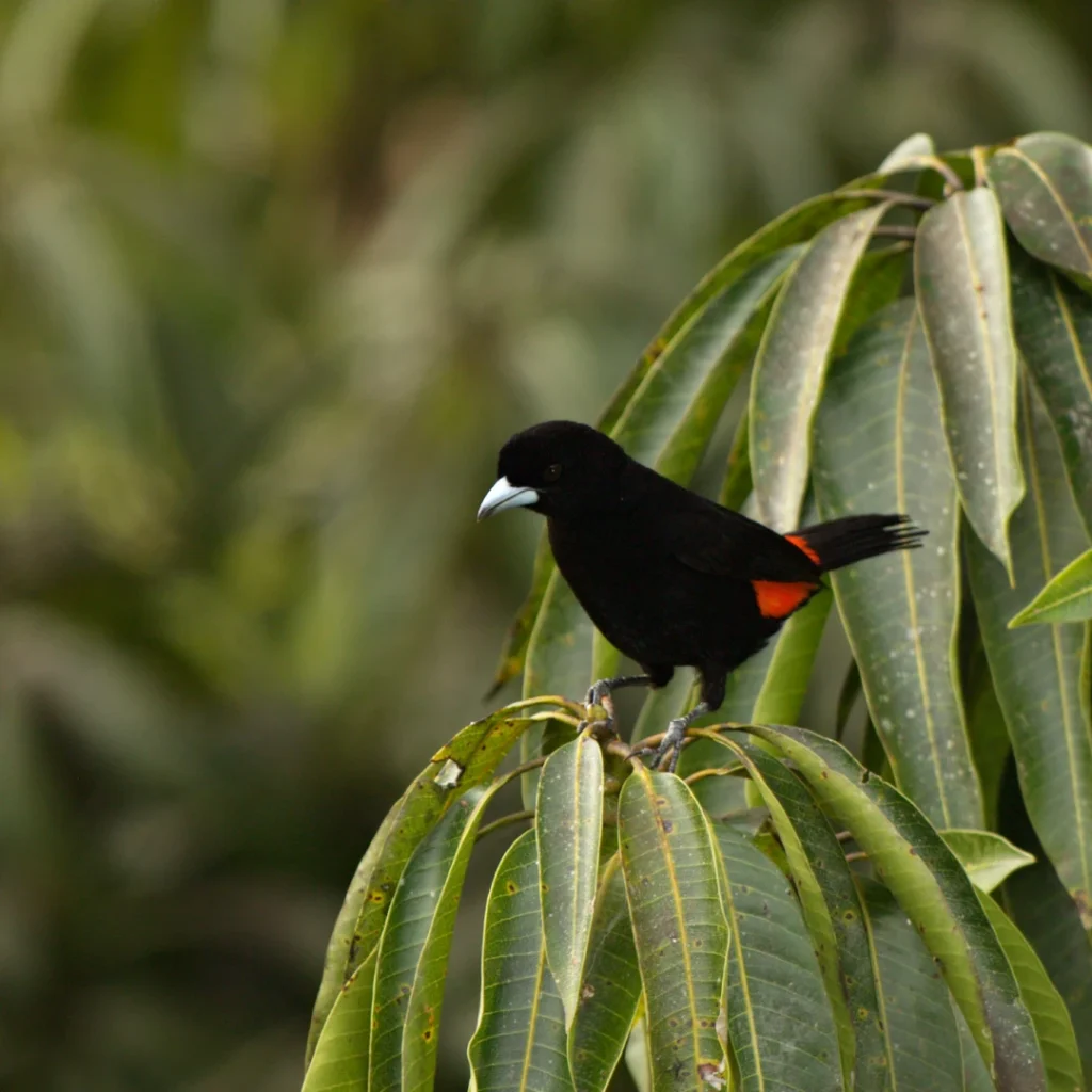 Pájaro saltador aliblanco en la finca La Esperanza cerca de Medellín
