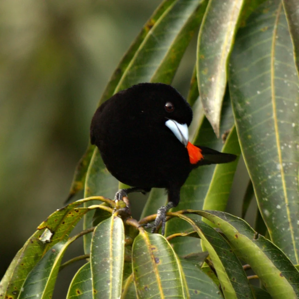 Pájaro saltador aliblanco fotografiado en la finca La Esperanza cerca a Medellín
