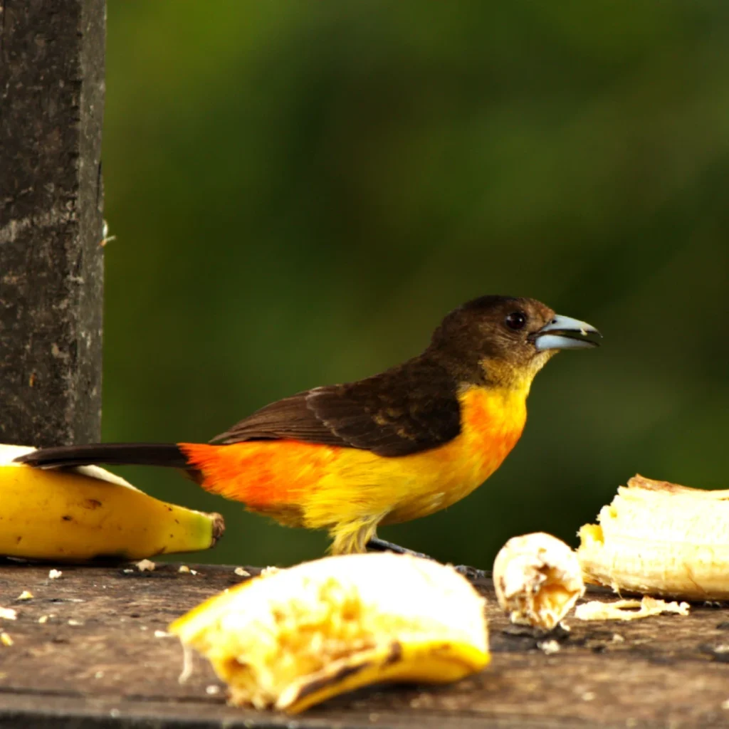 Pájaro tángara lomirroja en la finca La Esperanza cerca de Medellín