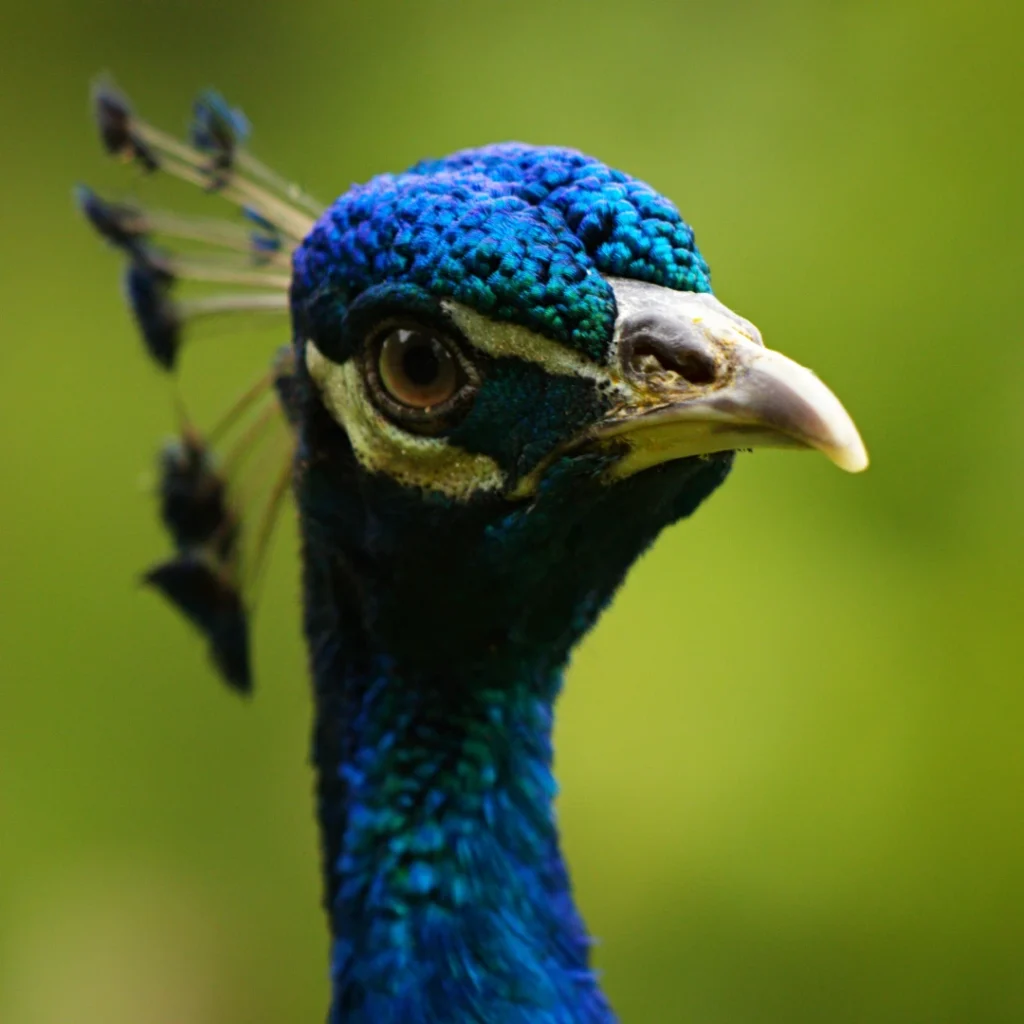 Pavo real común en la finca La Esperanza cerca de Medellín