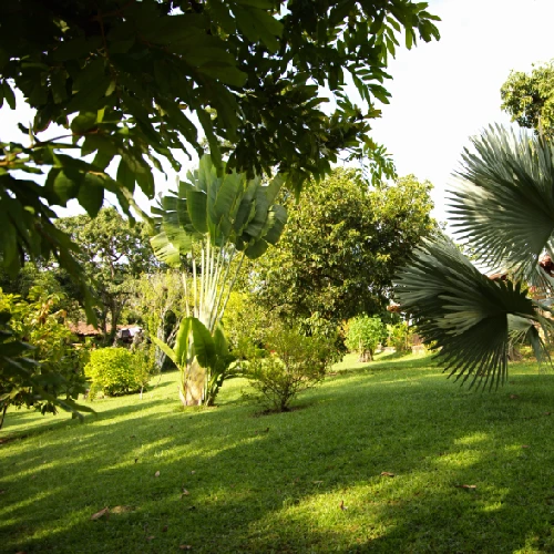 Paisajes naturales con vegetación frondosa en la región de Amagá y Fredonia Antioquia