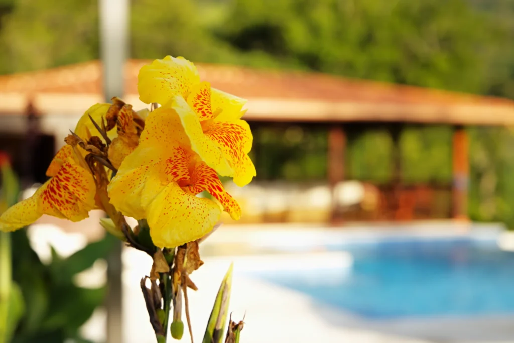 Flor astromelia en la finca La Esperanza en Fredonia Antioquia