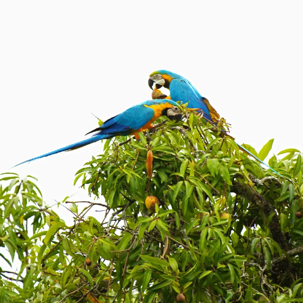 Dos guacamayas azules y amarillas en un árbol de mangos en la finca La Esperanza en Fredonia