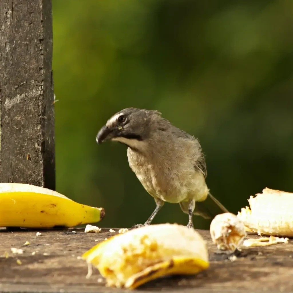 Pájaro Saltator albilistrado fotografiado en la finca La Esperanza por Danny Correa de Amarillo LAB
