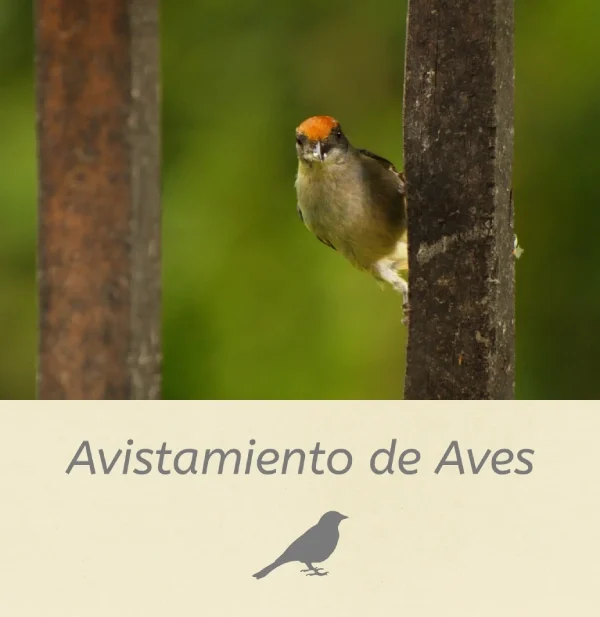 Finca en Amagá ideal para avistamiento de aves cerca de Medellín, rodeada de naturaleza